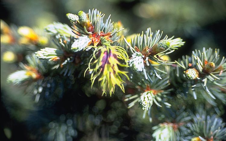 Pseudotsuga menziesii 