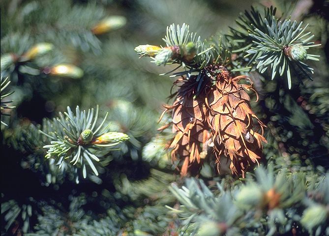 Pseudotsuga menziesii 