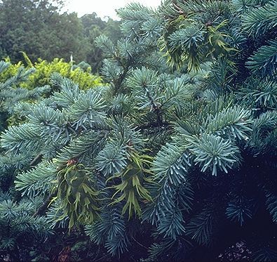 Pseudotsuga menziesii 