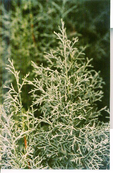 Cupressus arizonica 