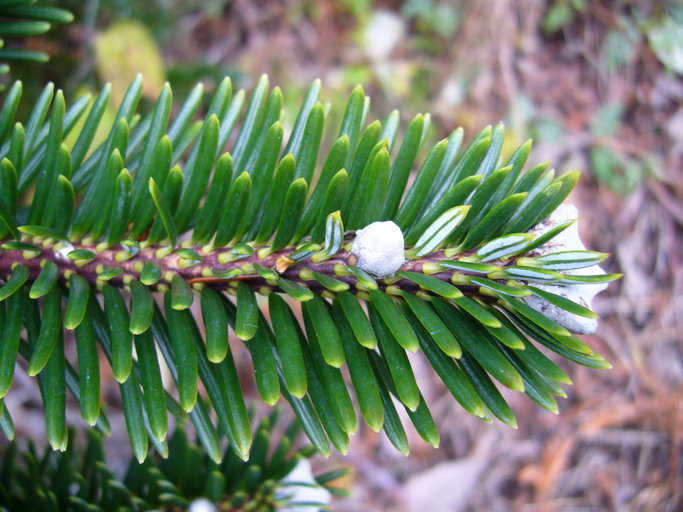 Abies forrestii 