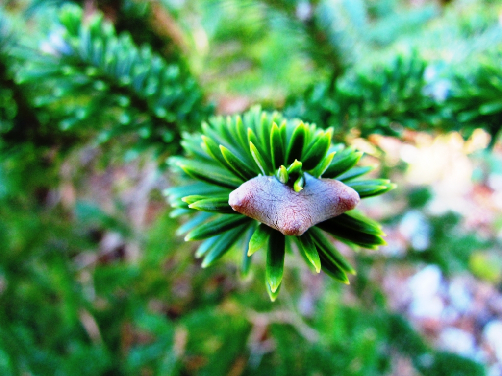Abies forrestii 