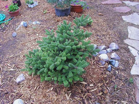 Abies forrestii 