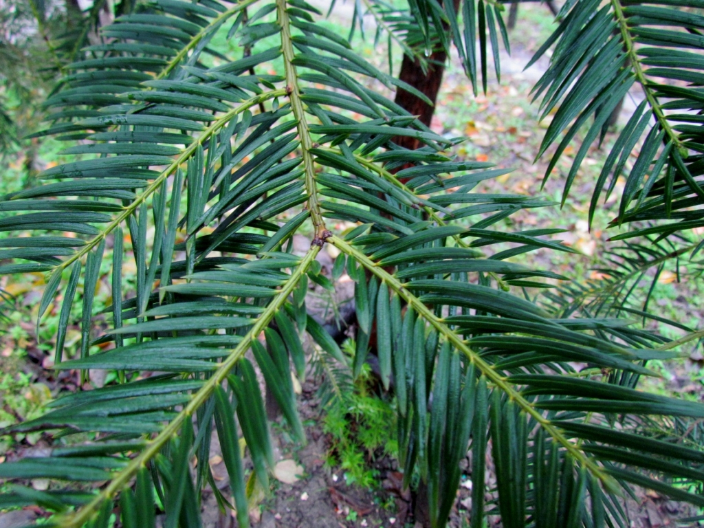 Cephalotaxus fortunei 