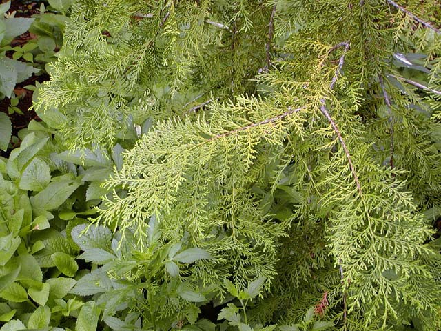 Chamaecyparis obtusa 