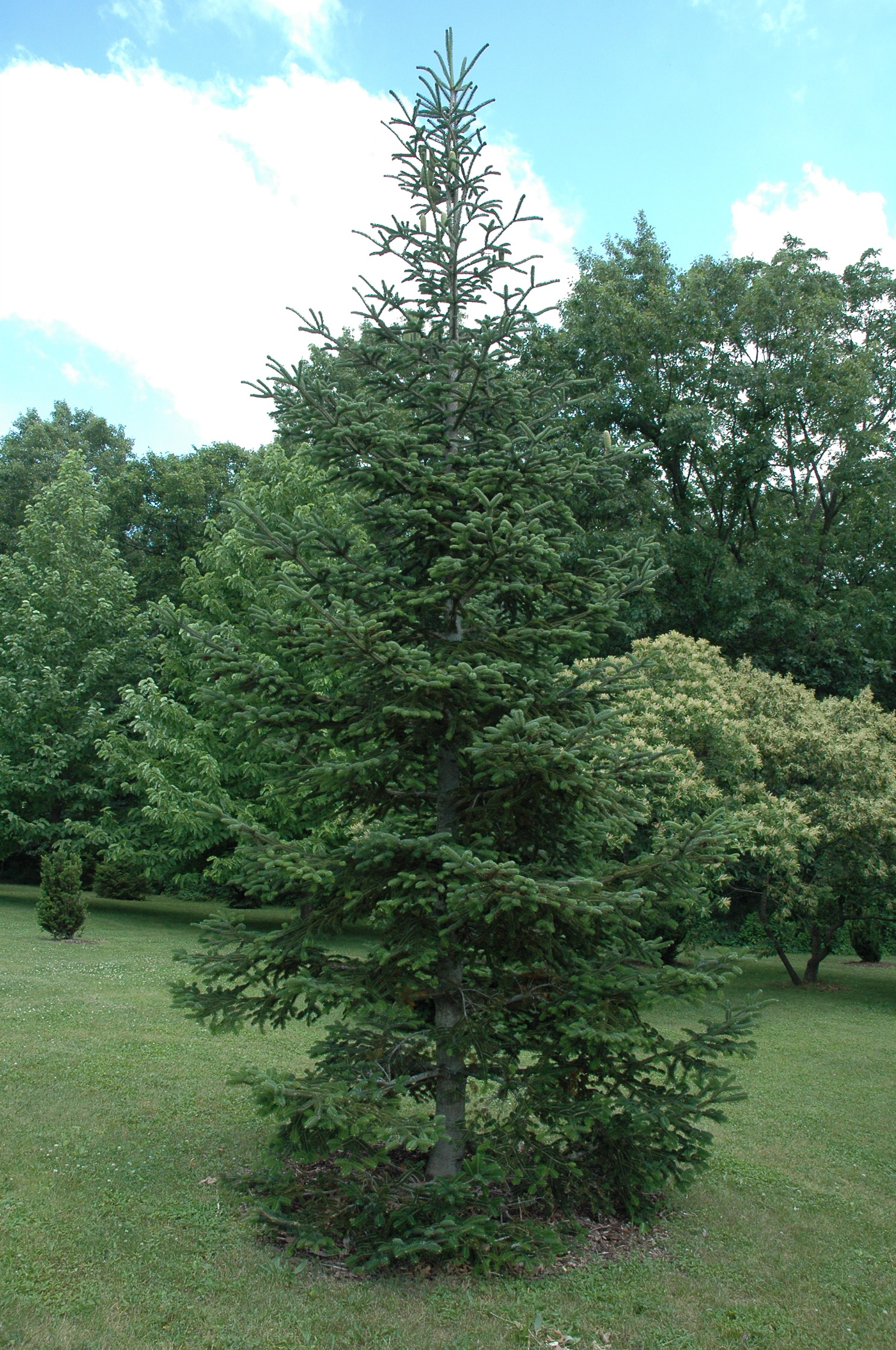 Abies recurvata 