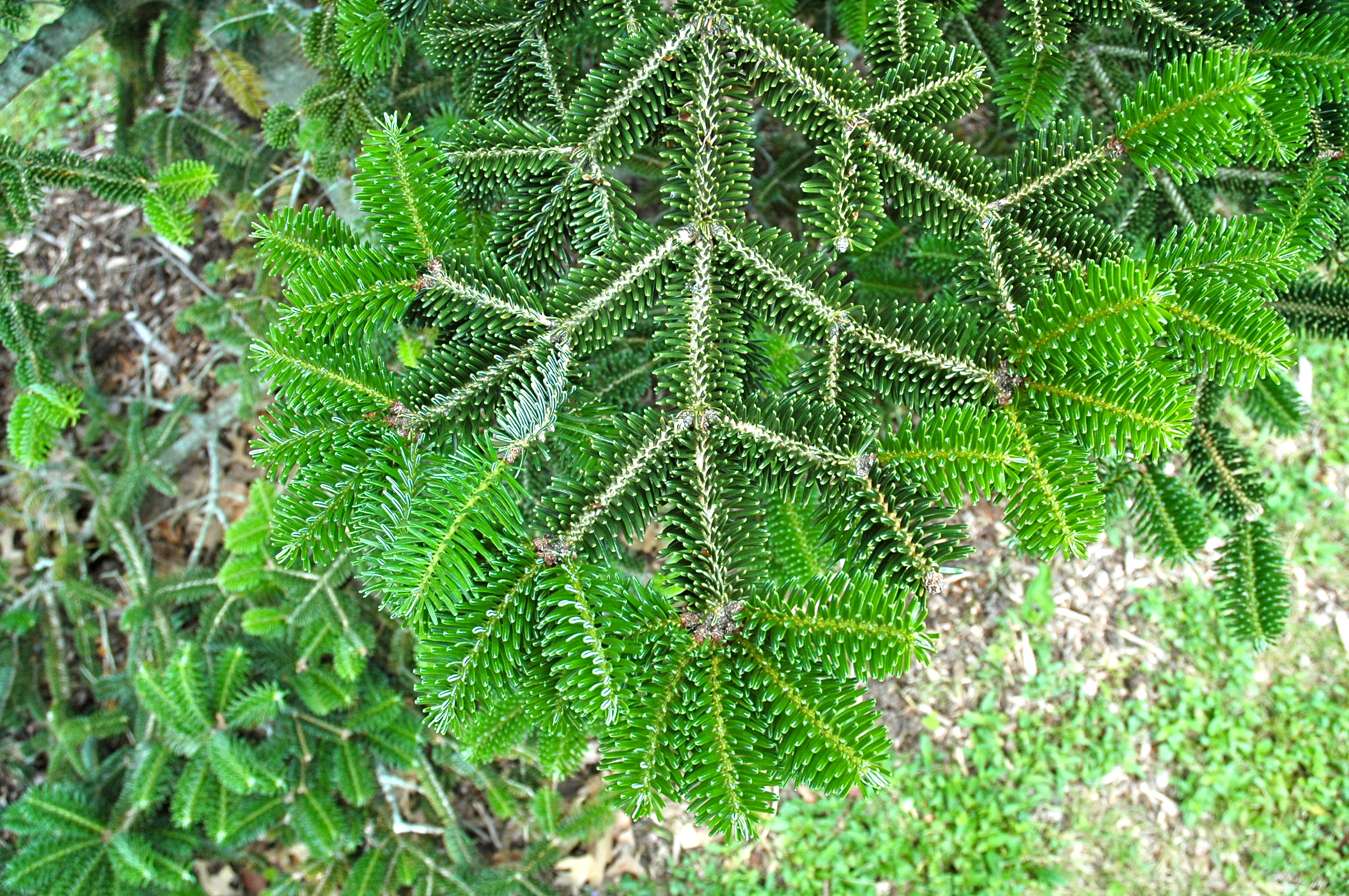 Abies recurvata 