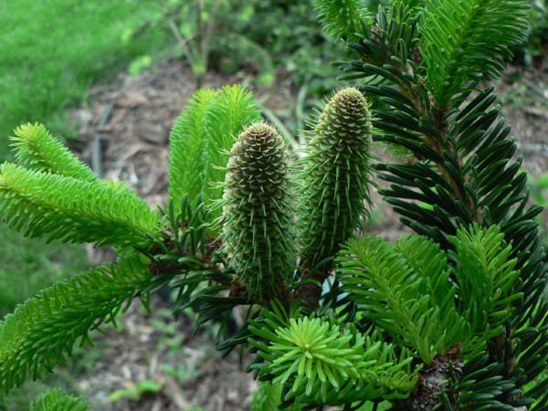Abies recurvata 