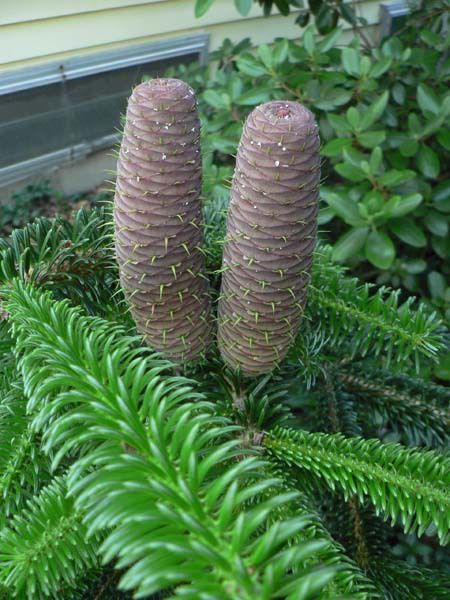 Abies recurvata 