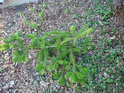 Abies recurvata 