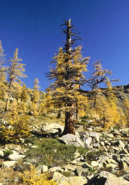 Larix decidua 