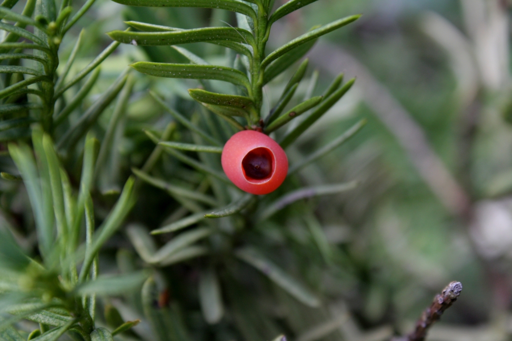 Taxus cuspidata 