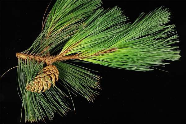 Pinus arizonica 