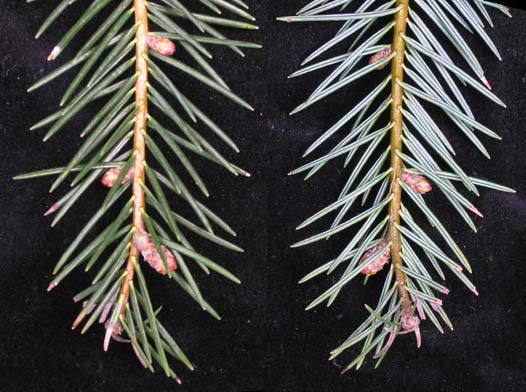 Abies durangensis 
