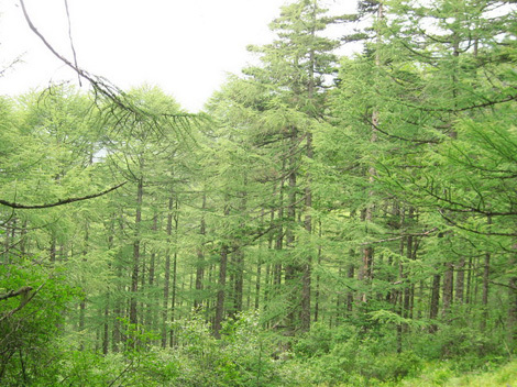 Larix potaninii 