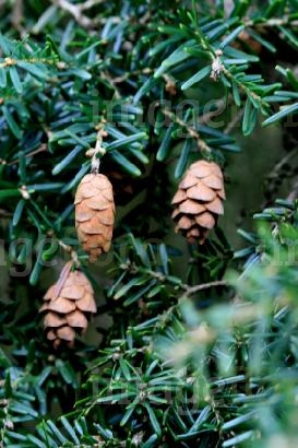 Tsuga chinensis 