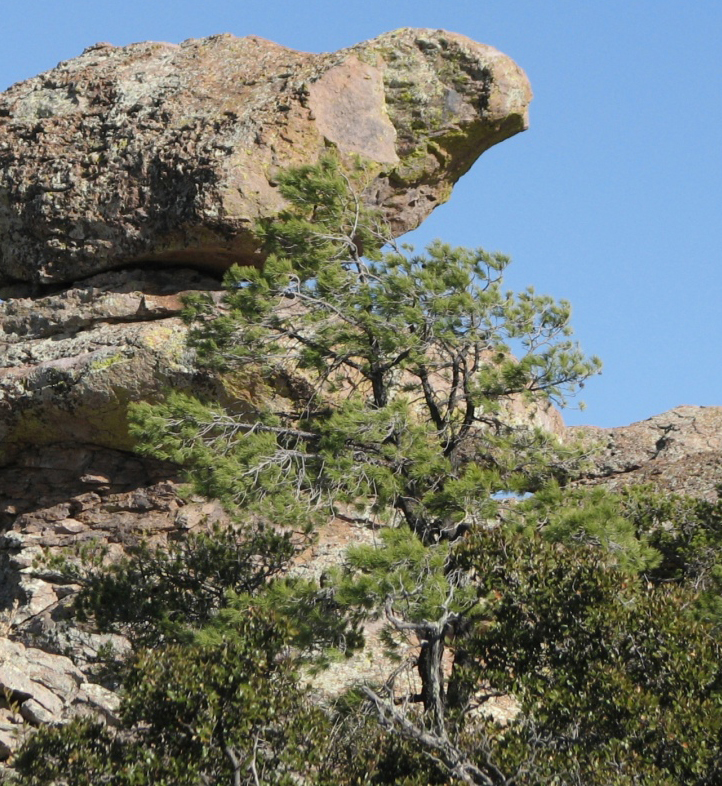 Pinus leiophylla 