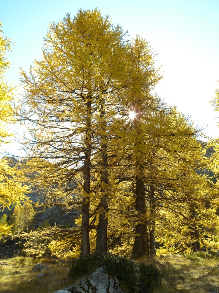 Larix decidua 