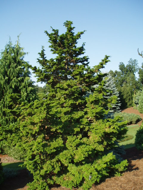 Chamaecyparis obtusa 