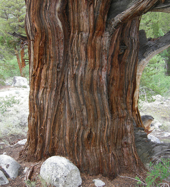 Juniperus occidentalis 