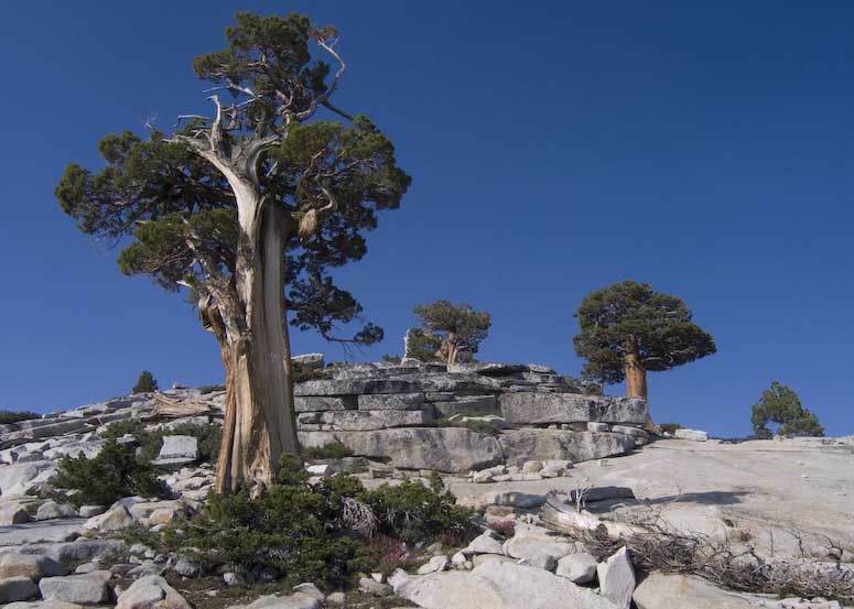 Juniperus occidentalis 