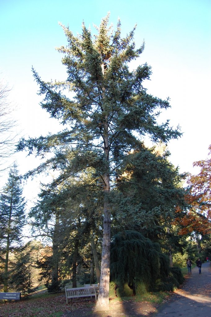 Picea asperata 
