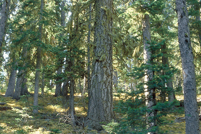 Abies lasiocarpa 