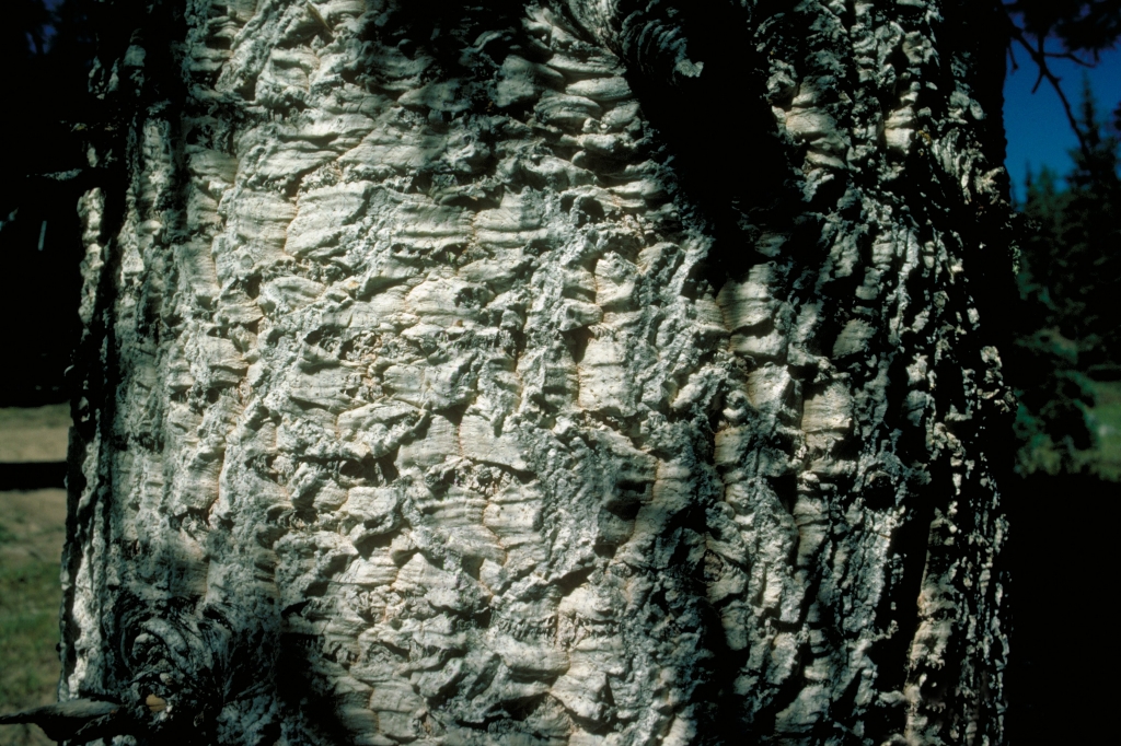 Abies lasiocarpa 