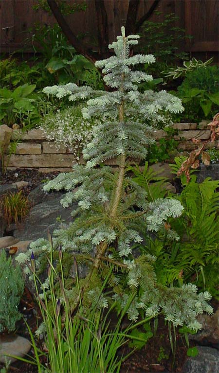 Abies lasiocarpa 