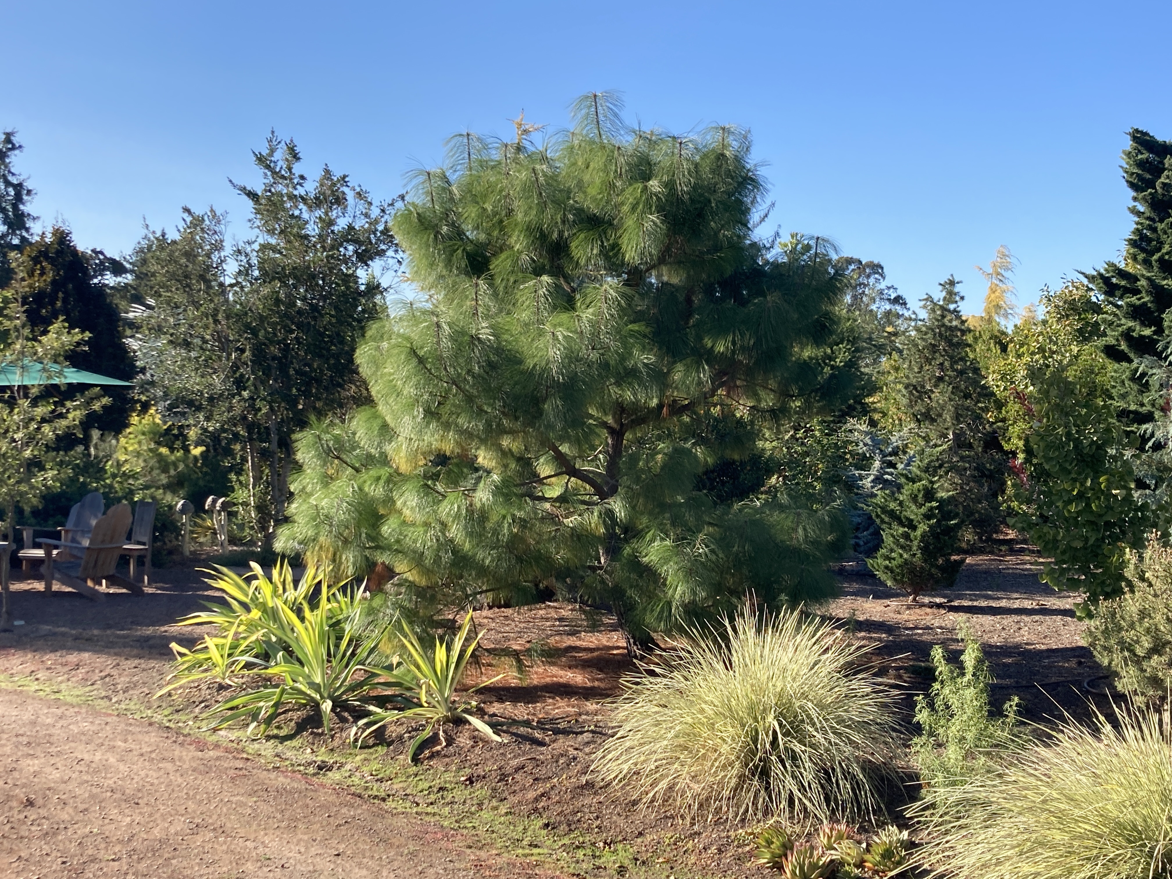 Pinus pseudostrobus 