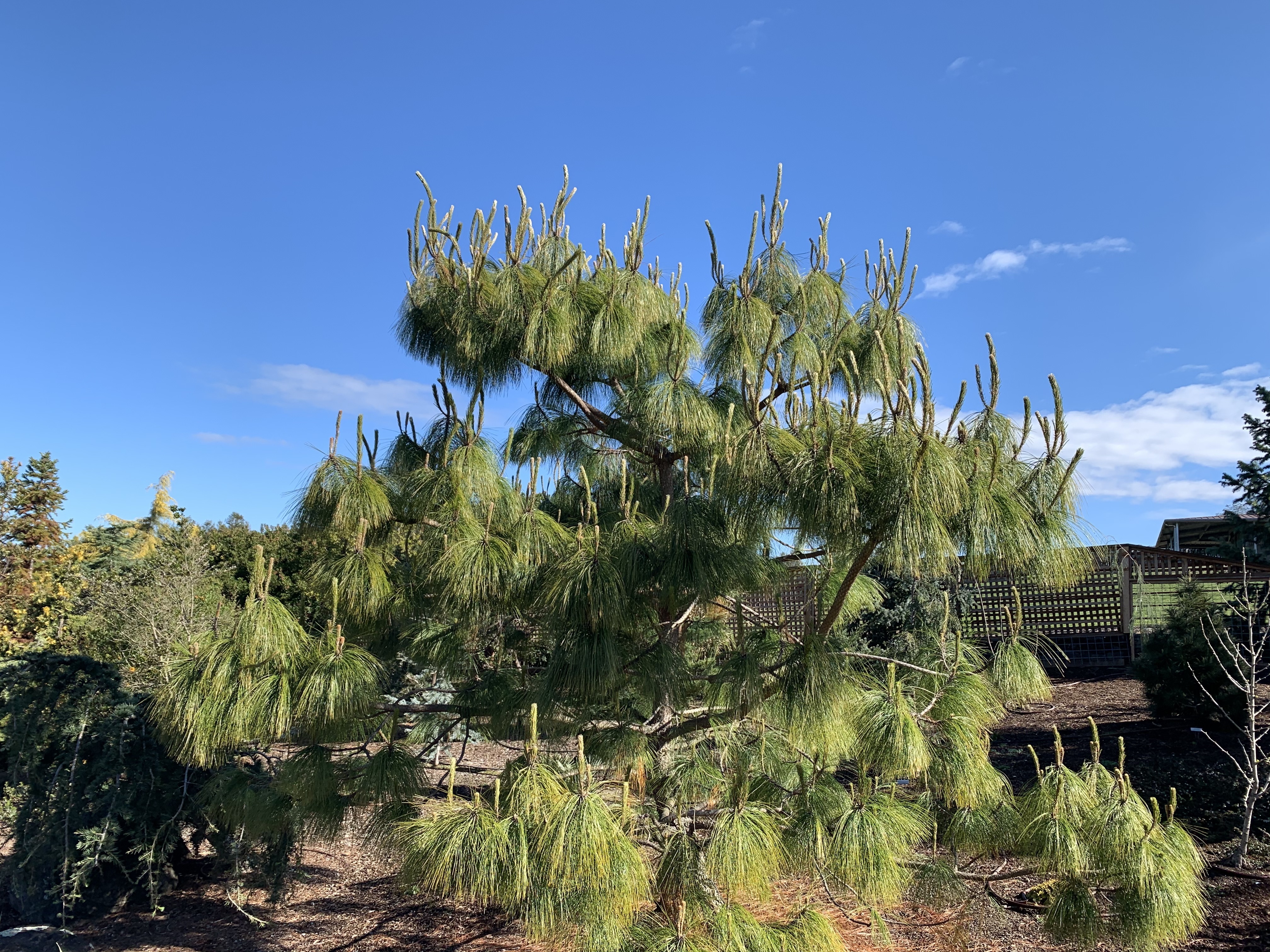 Pinus pseudostrobus 