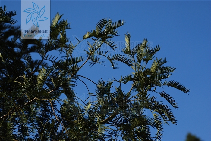 Cephalotaxus fortunei 