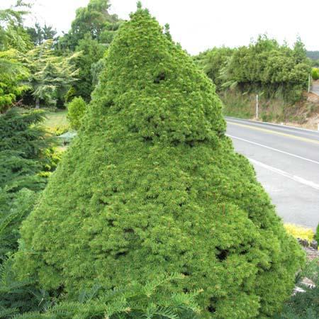Picea glauca 