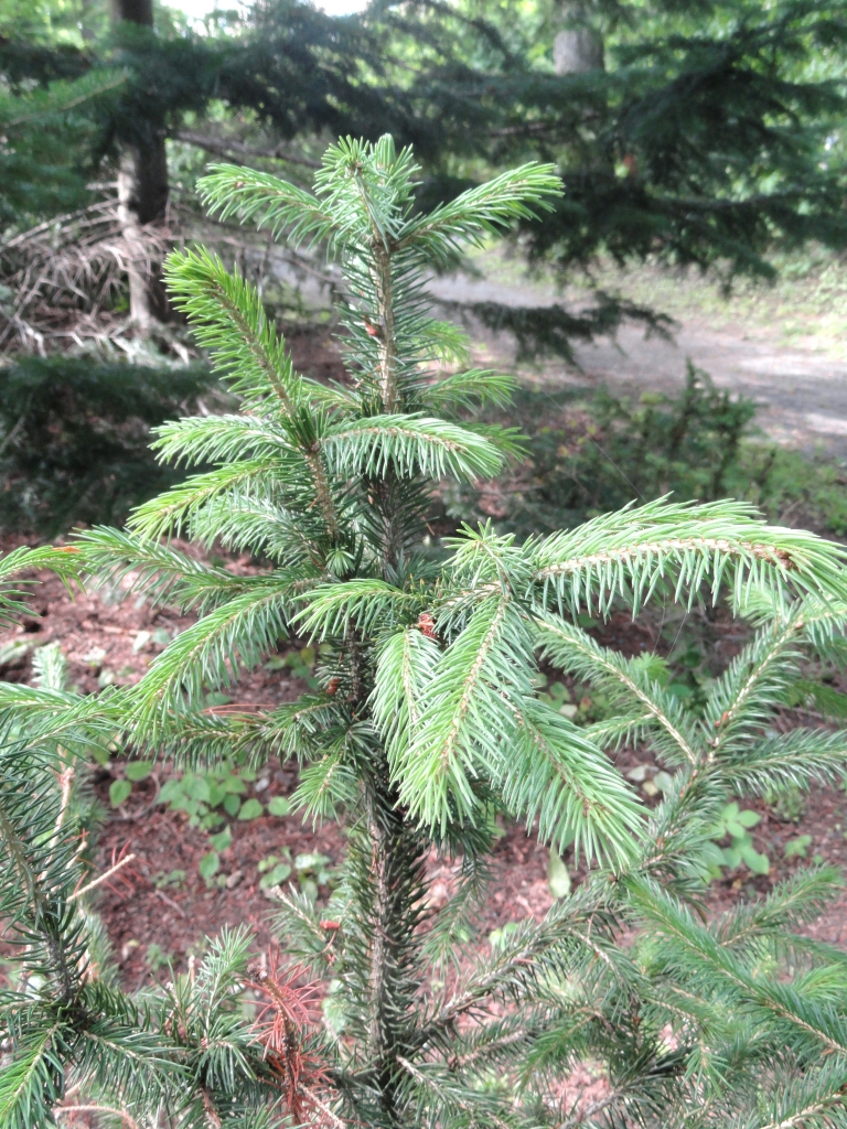 Picea schrenkiana 