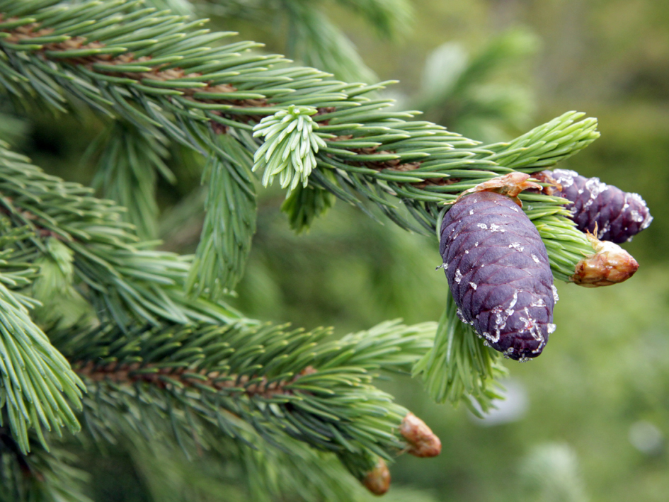 Picea schrenkiana 