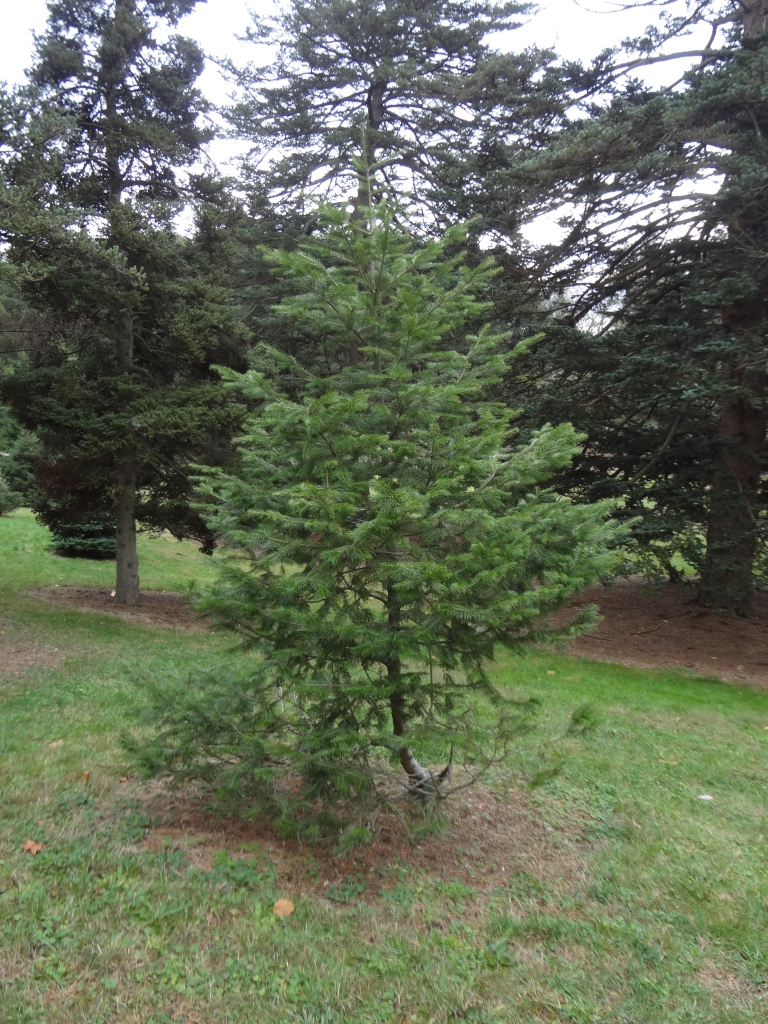 Abies sibirica 
