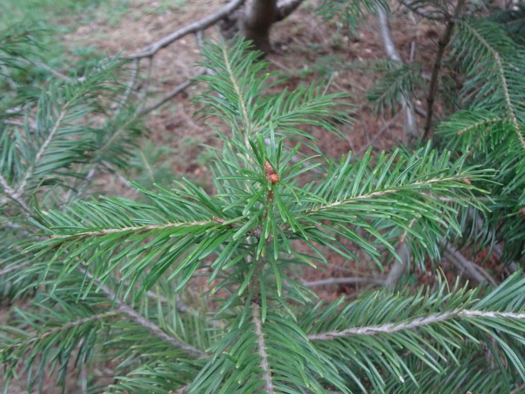 Abies sibirica 