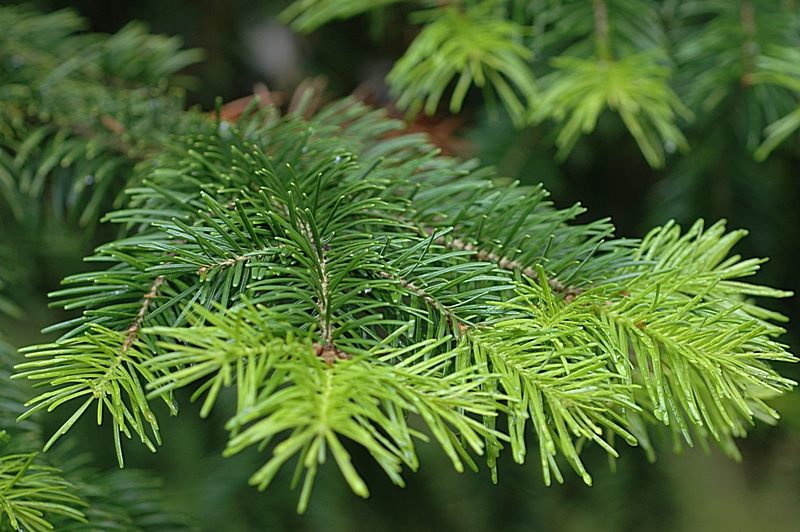 Abies sibirica 