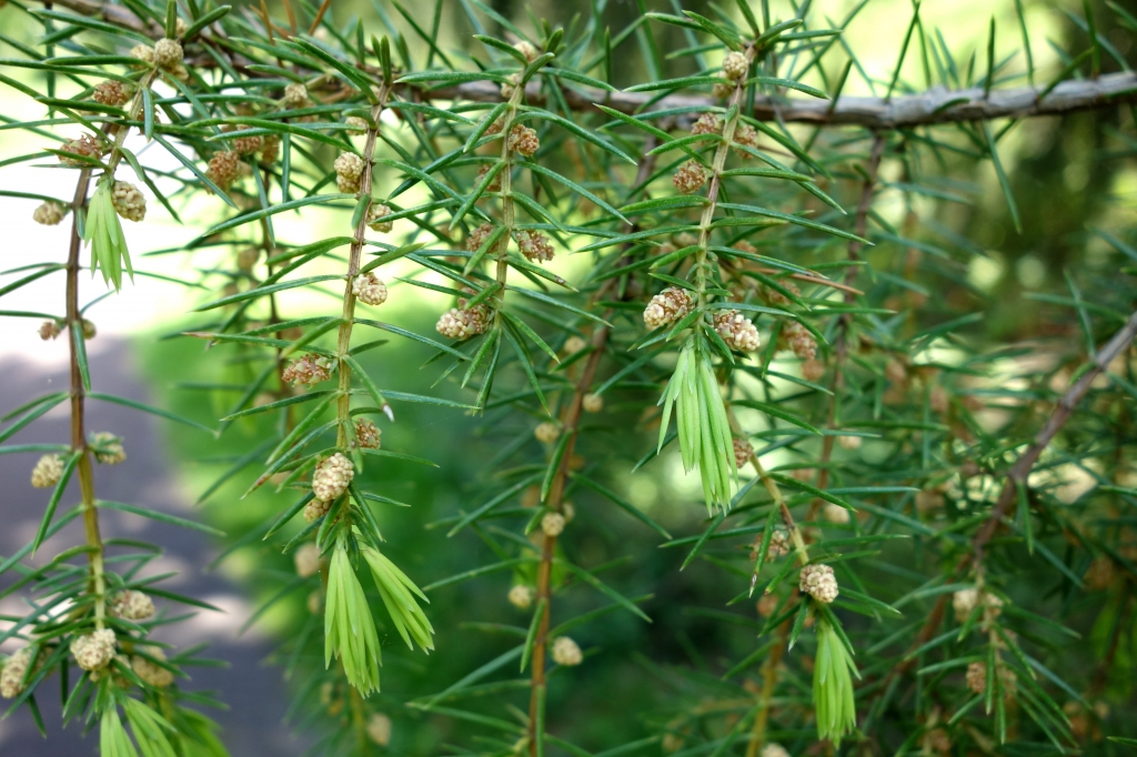Juniperus rigida 