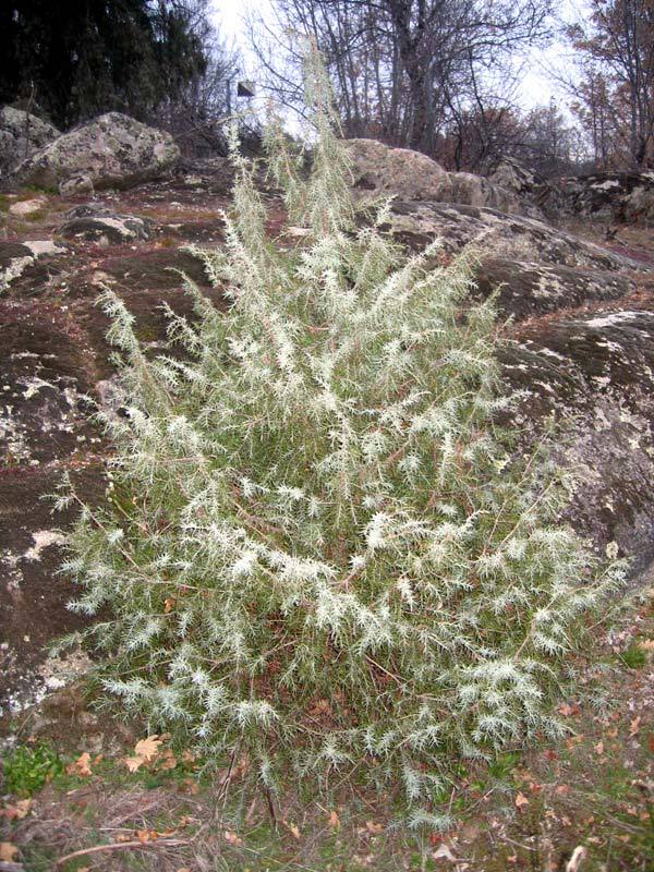 Juniperus oxycedrus 