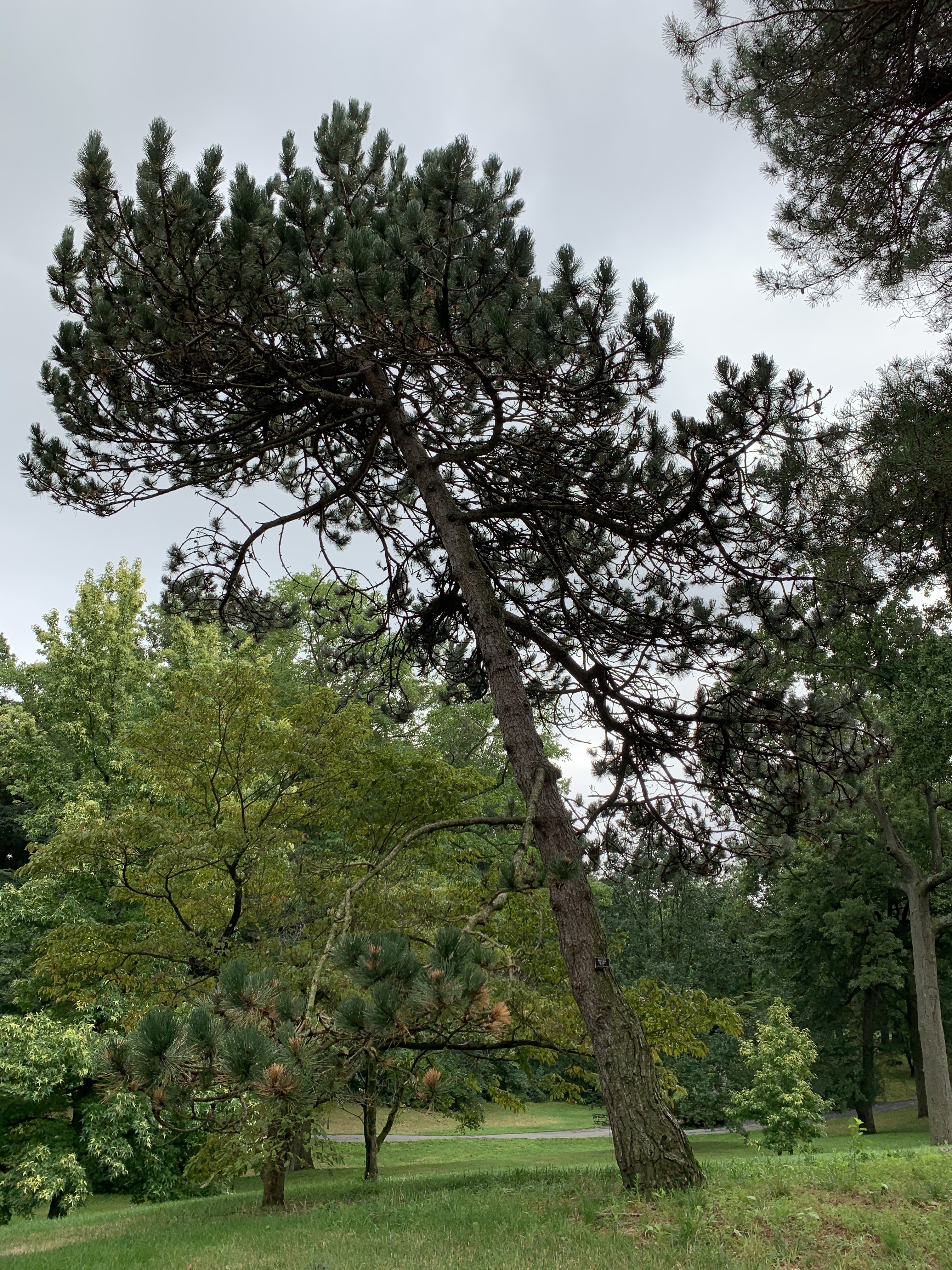 Pinus nigra 