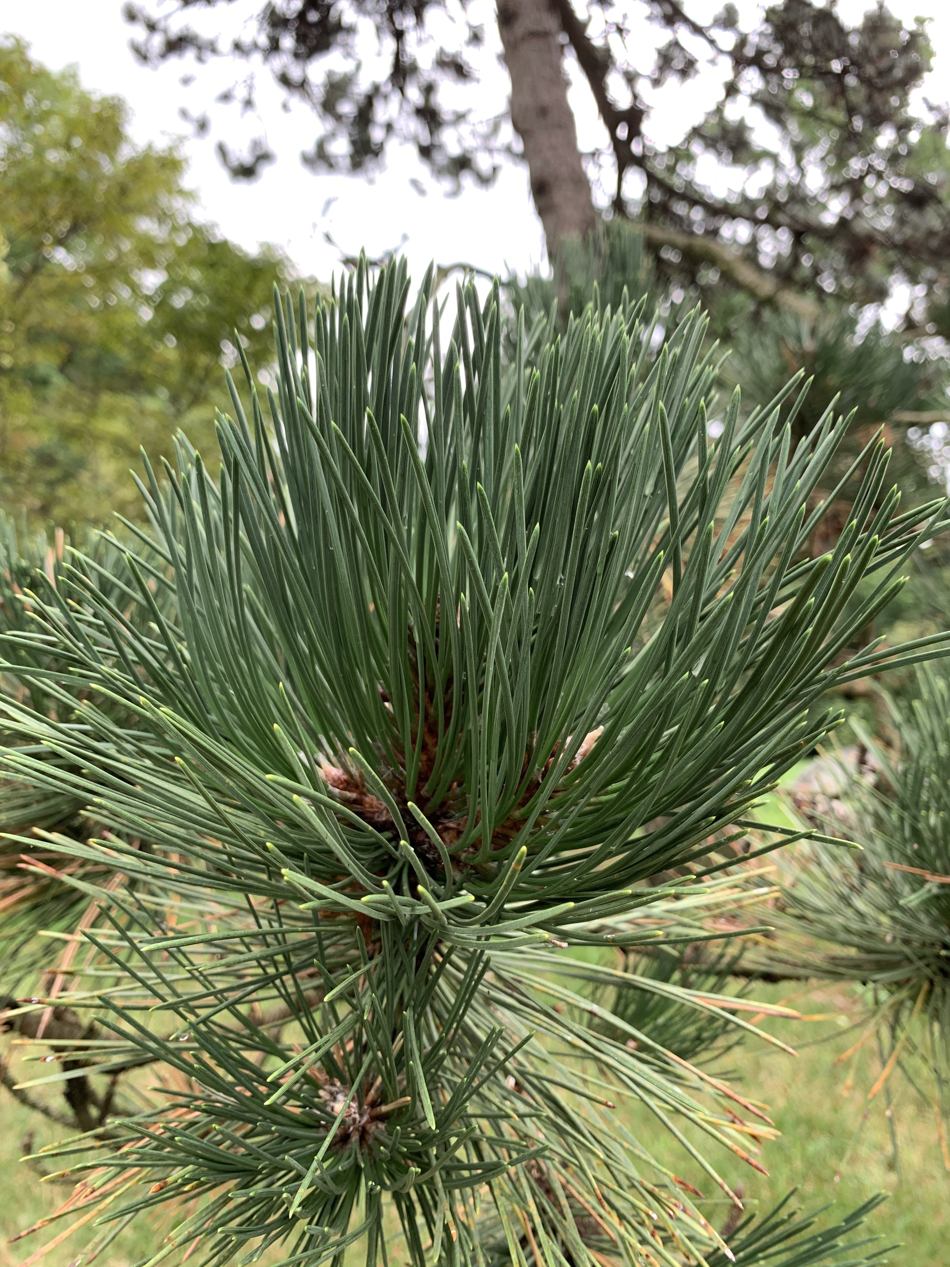 Pinus nigra 