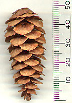 Tsuga mertensiana 