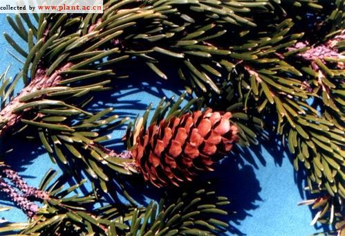 Picea jezoensis 