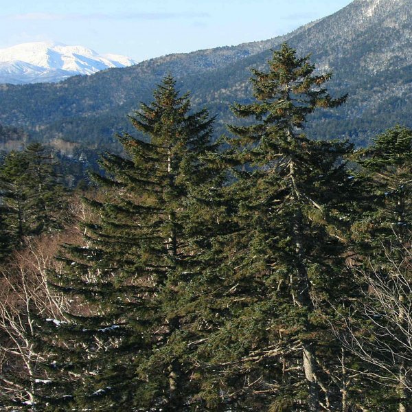 Picea jezoensis 