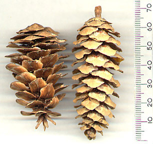 Tsuga mertensiana 