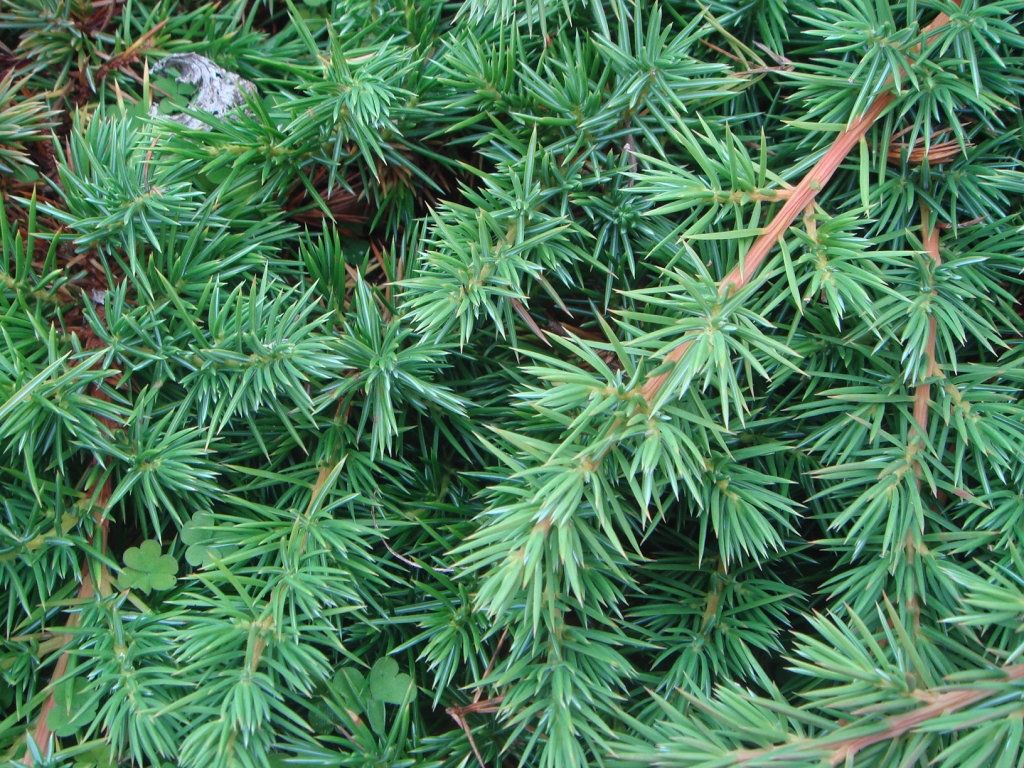 Juniperus rigida 