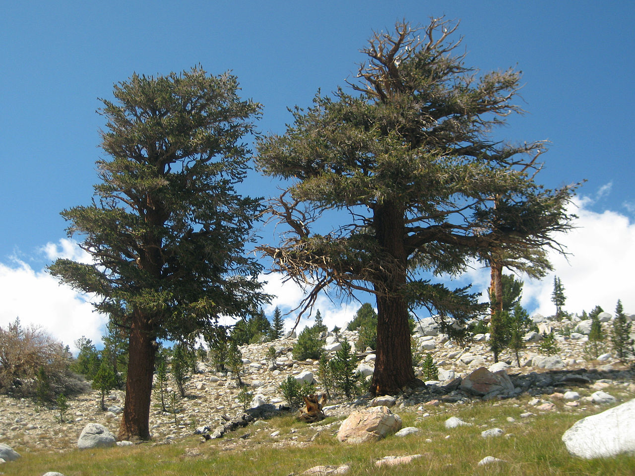 Pinus balfouriana 