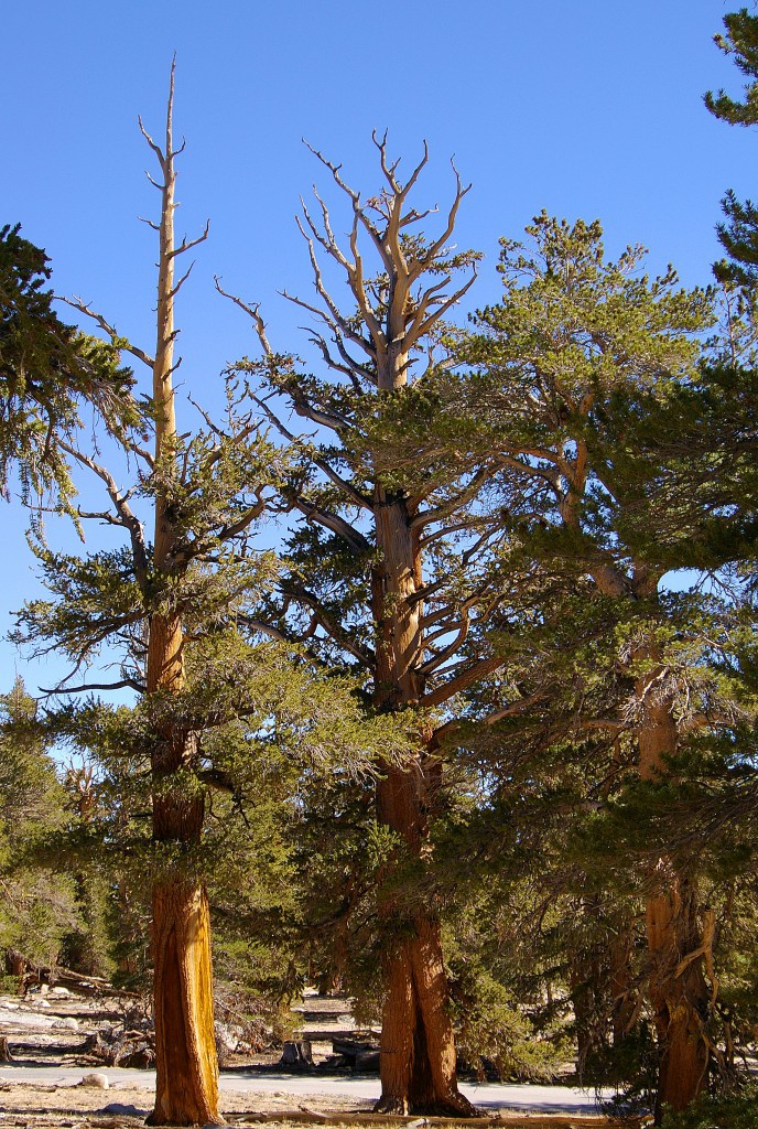 Pinus balfouriana 