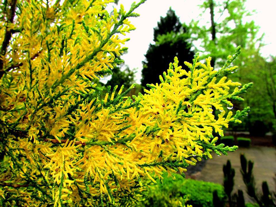 Platycladus orientalis 